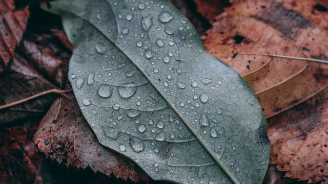 Fall leaf water droplets macro free wallpaper - medium preview image