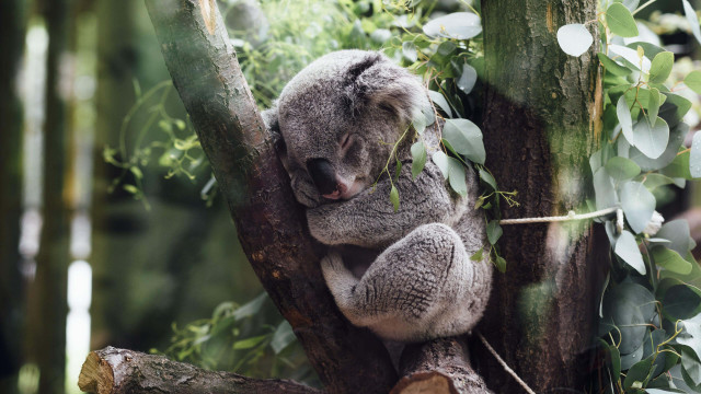 Koala bear sitting tree head free wallpaper - medium preview image
