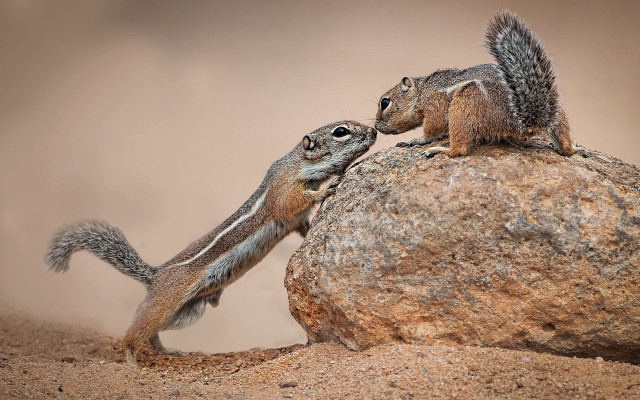 Squirrel rock touching face wildlife free wallpaper - medium preview image