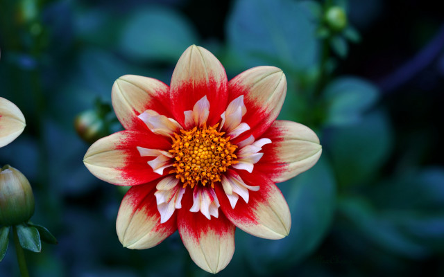 Red white flower yellow center free wallpaper - medium preview image