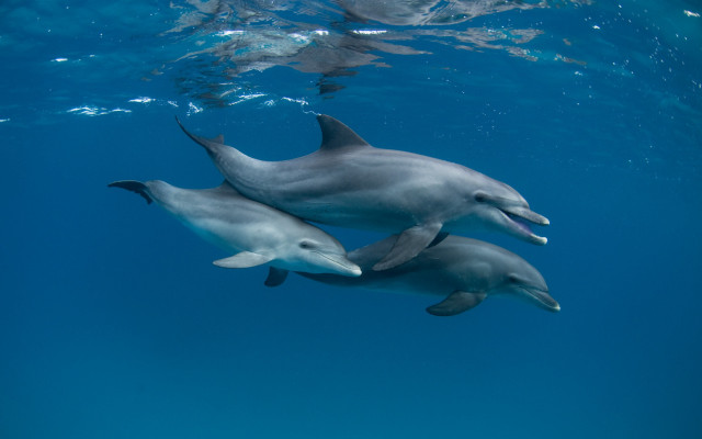 Dolphins ocean underwater sunlight person free wallpaper - medium preview image