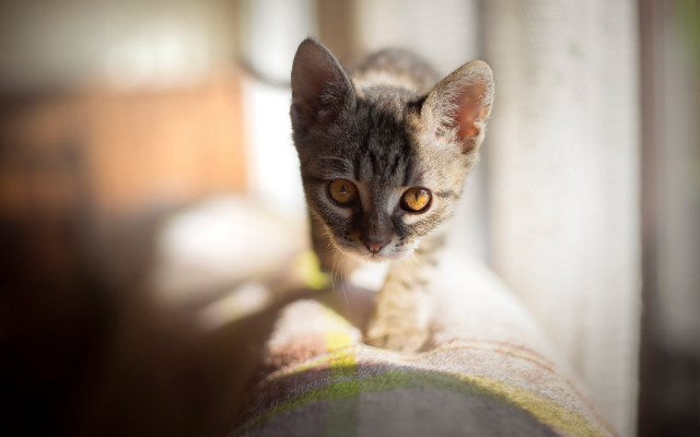 Small kitten couch yellow eyes free wallpaper - medium preview image