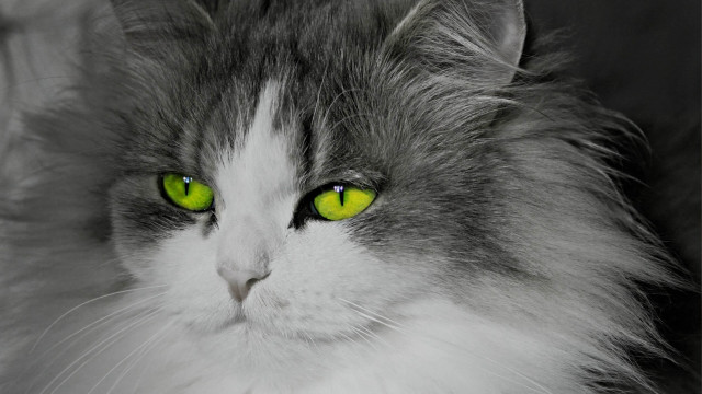 White cat green eyes serious free wallpaper - medium preview image