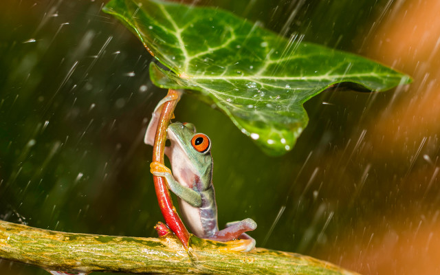 Frog branch rain leaf closeup free wallpaper - medium preview image