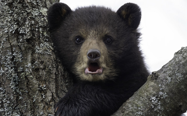 Black bear cub tree mouth free wallpaper - medium preview image