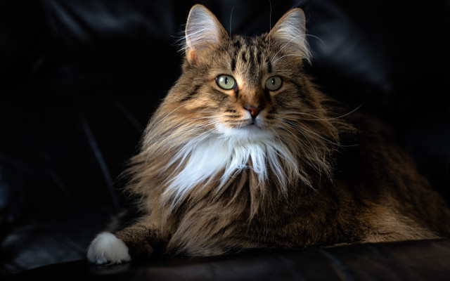 Fluffy white tail cat regal free wallpaper - medium preview image