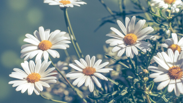 White daisies vase flower field free wallpaper - medium preview image