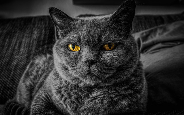 Black cat yellow eyes couch #4 free wallpaper - medium preview image