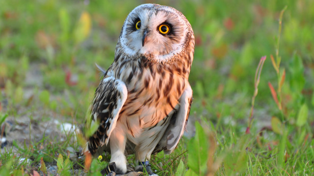 Small owl green field yellow free wallpaper - medium preview image