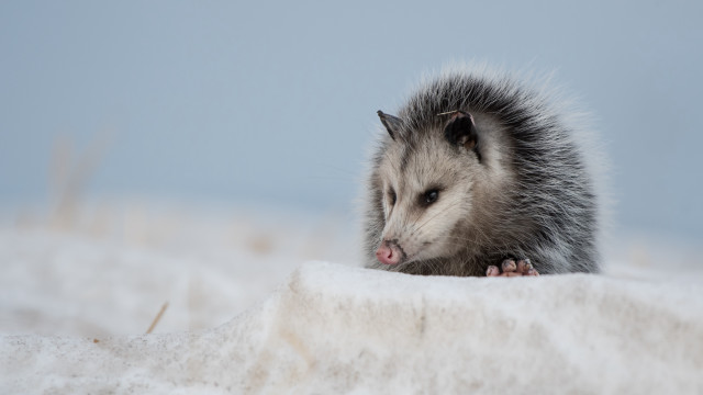 Hedgehog snow tongue open outdoors free wallpaper - medium preview image