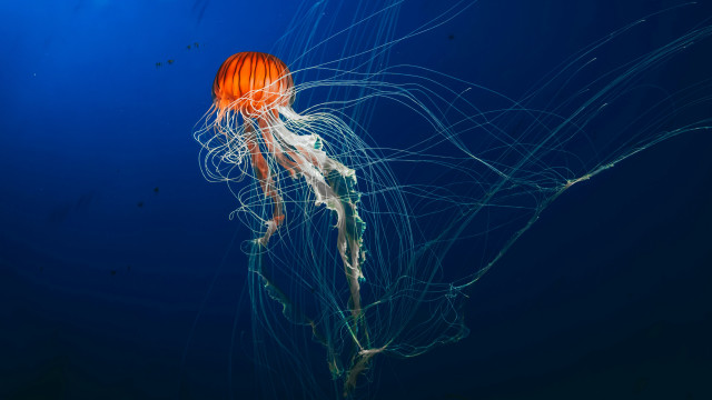 Jellyfish blue water side tail free wallpaper - medium preview image