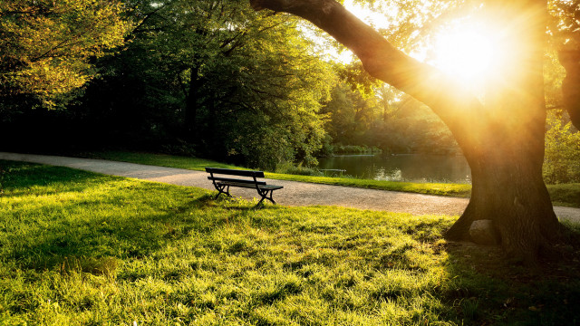 Park bench tree path lake free wallpaper - medium preview image