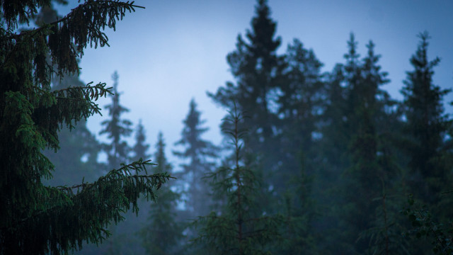 Forest trees blue sky clouds free wallpaper - medium preview image