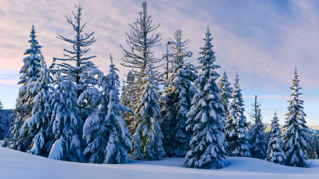 Snowy landscape trees blue sky #6 free wallpaper - medium preview image