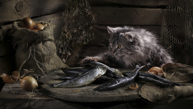 Cat fish mushrooms potatoes onions free wallpaper - medium preview image