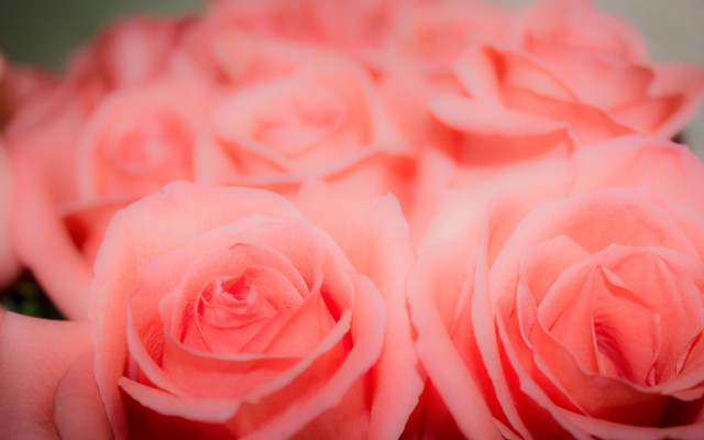 Pink roses bouquet macro blurry free wallpaper - medium preview image