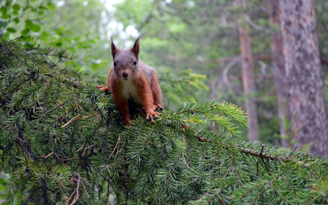 Squirrel branch forest smiling nature free wallpaper - medium preview image