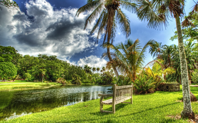 Lake bench palm trees forest free wallpaper - medium preview image