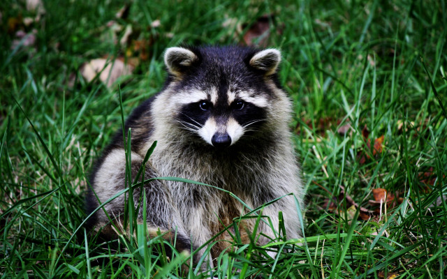 Raccoon sad in grass nature free wallpaper - medium preview image