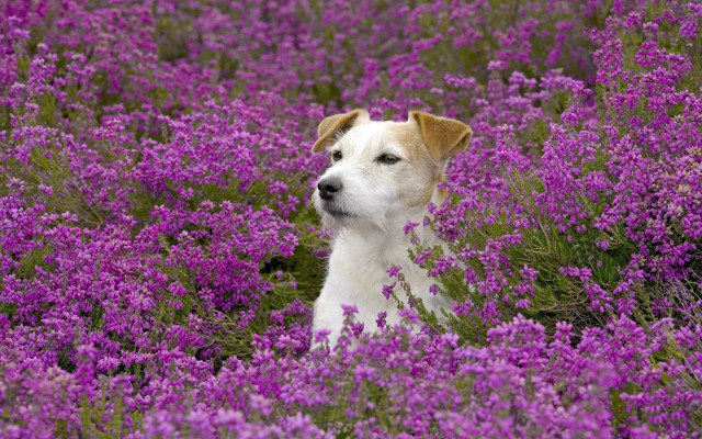 Sad dog purple field flower free wallpaper for desktop - medium preview image