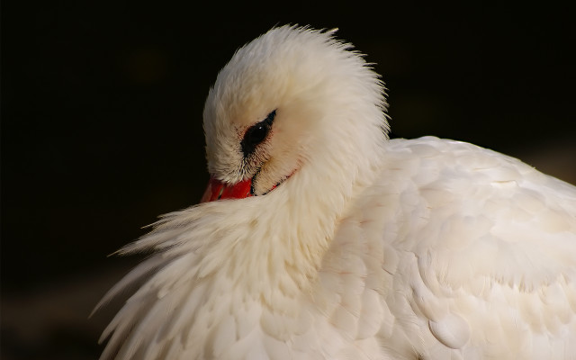 White bird red beak black free wallpaper - medium preview image