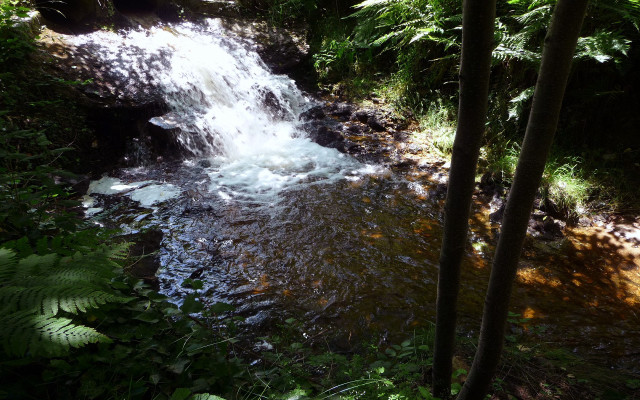 Small waterfall forest trees plants free wallpaper - medium preview image