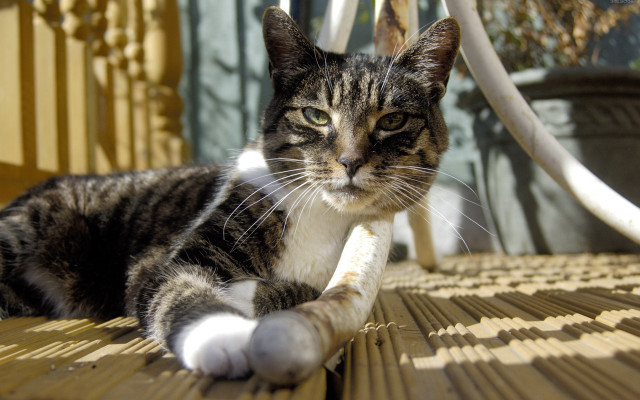 Cat sunny wooden table black free wallpaper - medium preview image