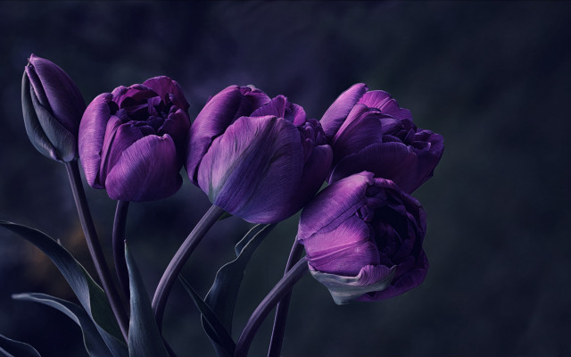 Purple flowers table dark wall free wallpaper - medium preview image