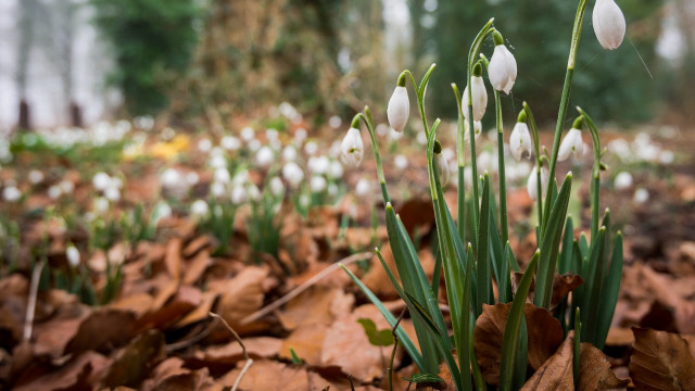 White flowers leaves forest bokeh free wallpaper - medium preview image