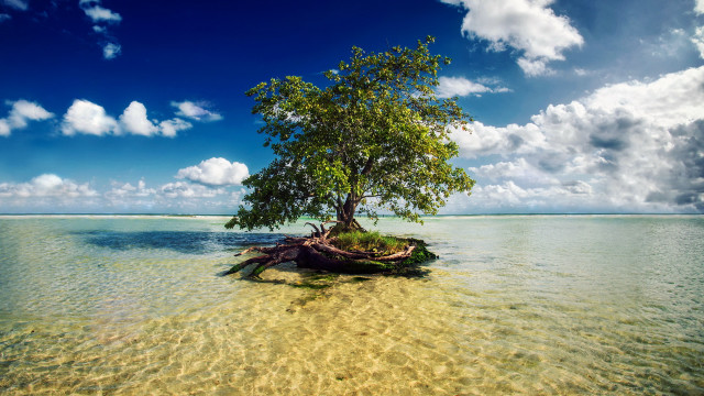 Island tree ocean sky clouds #3 free wallpaper - medium preview image
