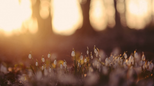 Flower field sunshine tiltshift shallowdepth free wallpaper - medium preview image
