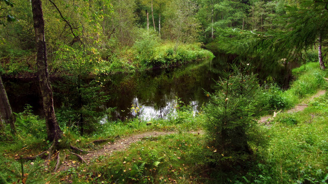 Small stream forest path sunlight free wallpaper - medium preview image