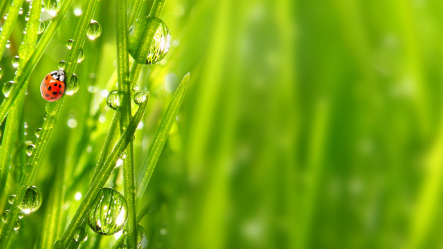 Ladybug green dew drops macro free wallpaper - medium preview image