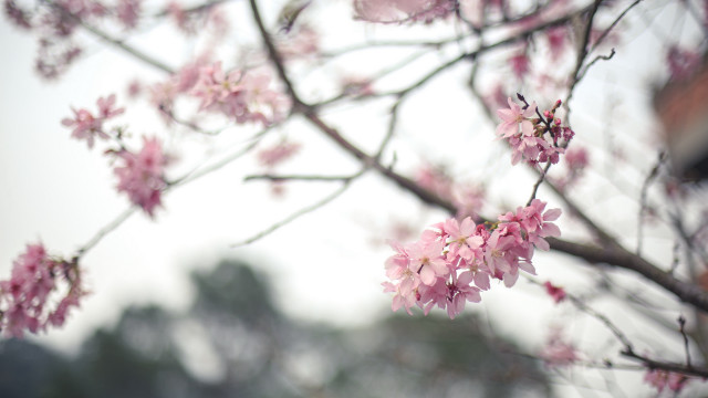 Pink cherry blossoms tiltshift sakura free wallpaper - medium preview image