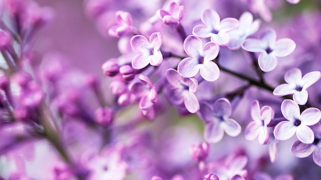 Purple flower closeup macro hanami free wallpaper - medium preview image