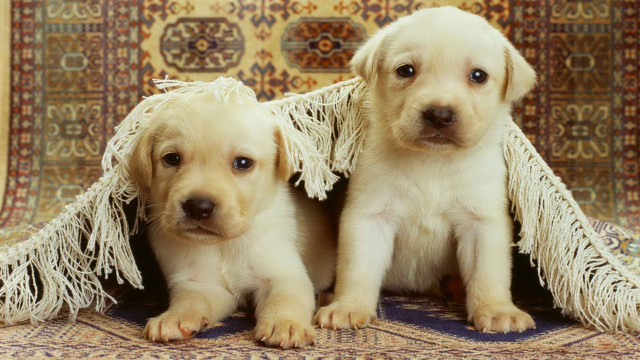 Puppies rug blanket cute realistic free wallpaper - medium preview image