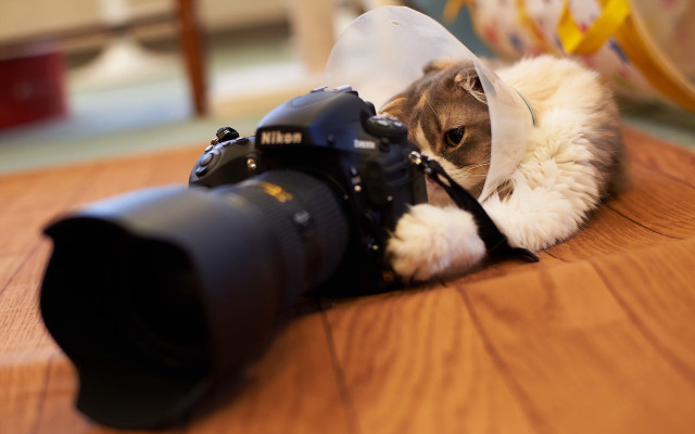 Cat camera plastic bag animal free wallpaper - medium preview image