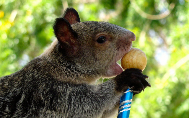 Small animal toy chewing thumb free wallpaper - medium preview image