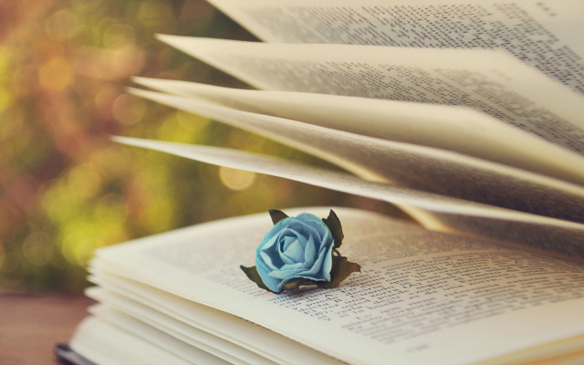 Blue rose book window blurry free wallpaper - medium preview image