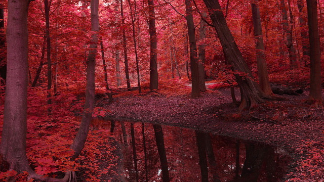 Pond trees red leaves bench free wallpaper - medium preview image