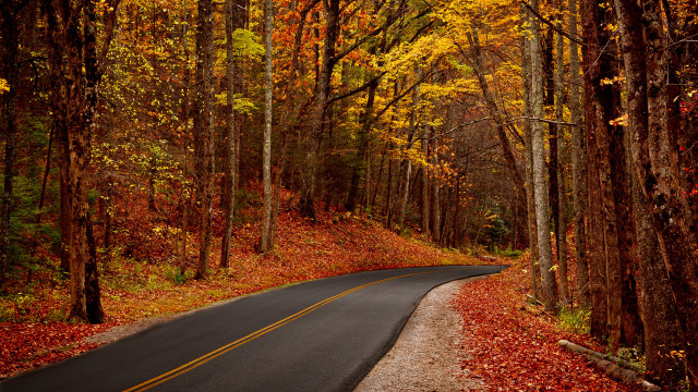 Forest road autumn leaves city free wallpaper - medium preview image