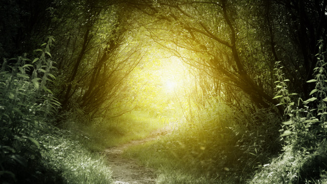 Forest path radiant light magical free wallpaper - medium preview image