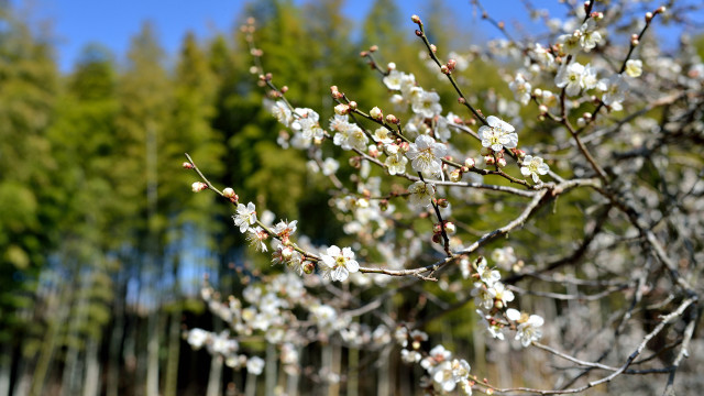 White flower tree bloom spring free wallpaper - medium preview image