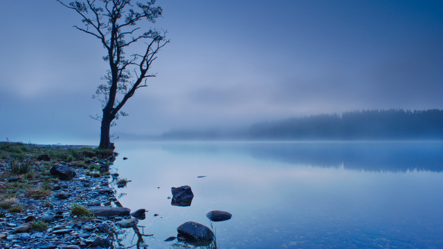 Lone tree shore lake night free wallpaper - medium preview image