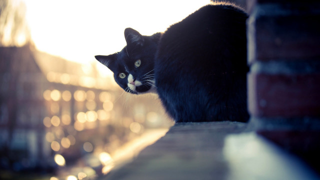 Black cat brick wall light free wallpaper - medium preview image