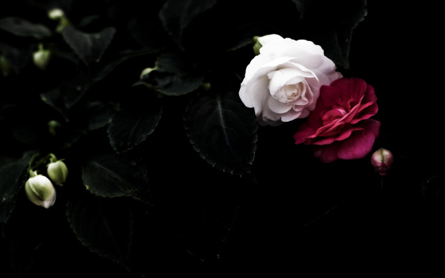 White red rose dark leaves free wallpaper - medium preview image