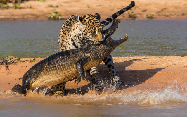 Crocodiles fighting water shore sand free wallpaper - medium preview image