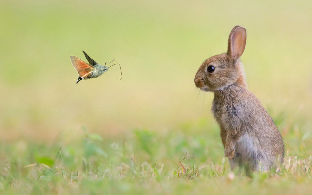 Small rabbit butterfly grass bug free wallpaper - medium preview image