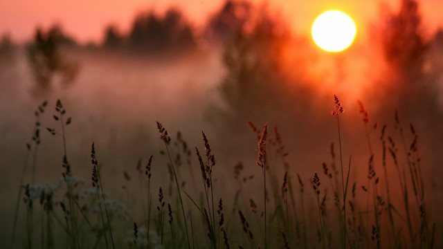 Sunset grass trees fog moon free wallpaper - medium preview image