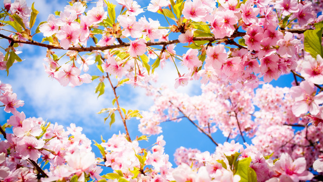 Pink flower tree sky clouds free wallpaper - medium preview image